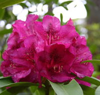 Campbell Rhododendron Gardens - Lightning Ridge Tourism