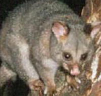 Moondarra State Park - Lightning Ridge Tourism