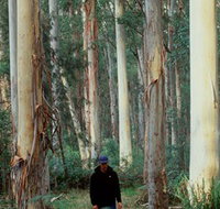 Blue Gum Forest - Lightning Ridge Tourism