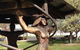 Walcha Open Air Gallery - thumb 0