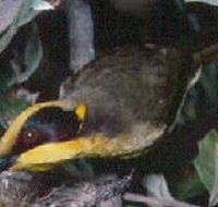 Tyers Park - Lightning Ridge Tourism