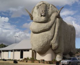Big Merino - Lightning Ridge Tourism 0