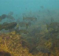 Bunurong Marine and Coastal Park - Lightning Ridge Tourism