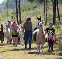 Ottaba Llamas - Lightning Ridge Tourism