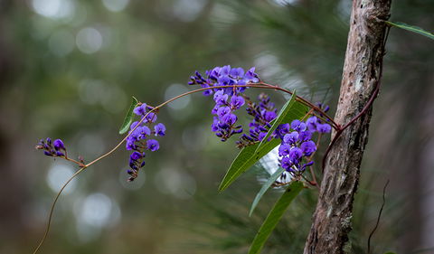 Mann River Nature Reserve - Lightning Ridge Tourism 0
