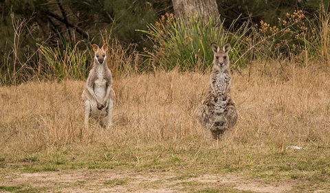 Mann River Nature Reserve - Lightning Ridge Tourism 1