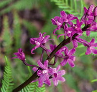 Cassinia walking track - Lightning Ridge Tourism