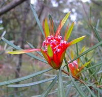 Glenbrook Native Plant Reserve and Nursery - Lightning Ridge Tourism