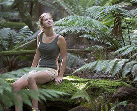 Barrington Tops National Park - Honeysuckle Forest Track - Lightning Ridge Tourism 0