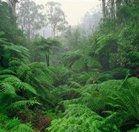 Tarra Bulga National Park - Lightning Ridge Tourism