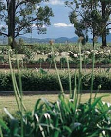 Vinden Estate Wines - Lightning Ridge Tourism 1