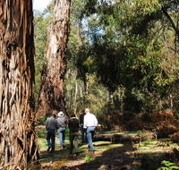 Tallaganda National Park - Lightning Ridge Tourism