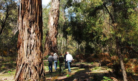 Tallaganda National Park - Lightning Ridge Tourism 0