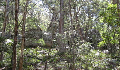Tallaganda National Park - Lightning Ridge Tourism 2