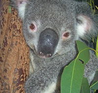 Hunter Valley Zoo - Lightning Ridge Tourism