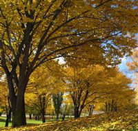 Centennial Park at Cooma - Lightning Ridge Tourism