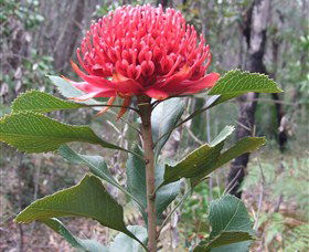 Olney State Forest - Watagan Mountains - Lightning Ridge Tourism 1