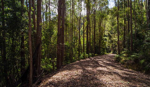 Myrtle Scrub Scenic Drive - Lightning Ridge Tourism 1