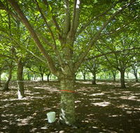 Sassafras Nuts - Lightning Ridge Tourism