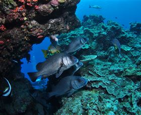 Maori Wrasse Bommie Dive Site - Lightning Ridge Tourism 1