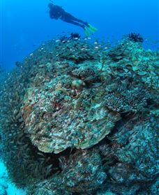 Maori Wrasse Bommie Dive Site - Lightning Ridge Tourism 2