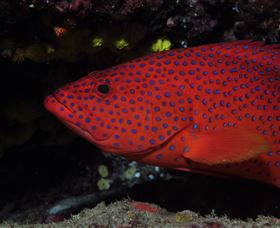 Maori Wrasse Bommie Dive Site - Lightning Ridge Tourism 0