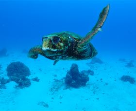 Maori Wrasse Bommie Dive Site - Lightning Ridge Tourism 3