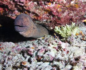 Anchor Bommie Dive Site - Lightning Ridge Tourism 1