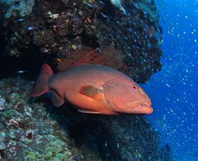 Anchor Bommie Dive Site - Lightning Ridge Tourism 0