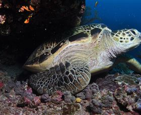Anchor Bommie Dive Site - Lightning Ridge Tourism 2