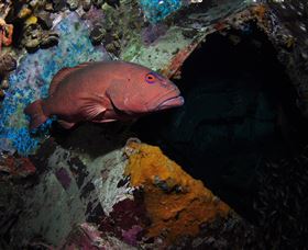 Severance Shipwreck Dive Site - Lightning Ridge Tourism 1