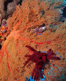 Lighthouse Bommies Dive Site - Lightning Ridge Tourism 1