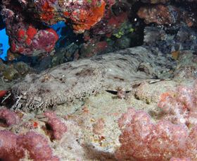 Lighthouse Bommies Dive Site - Lightning Ridge Tourism 0