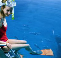 Roy Rufus Artificial Reef Dive Site - Lightning Ridge Tourism