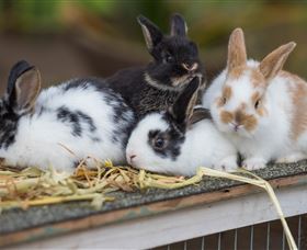 Amazement Farm And Fun Park / Cafe And Farmstay Accommodation - Lightning Ridge Tourism 2