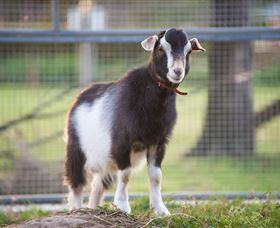 Amazement Farm And Fun Park / Cafe And Farmstay Accommodation - Lightning Ridge Tourism 3