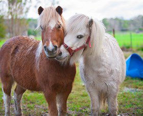 Amazement Farm And Fun Park / Cafe And Farmstay Accommodation - Lightning Ridge Tourism 5