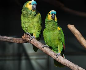 Amazement Farm And Fun Park / Cafe And Farmstay Accommodation - Lightning Ridge Tourism 7