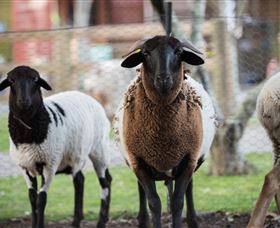 Amazement Farm And Fun Park / Cafe And Farmstay Accommodation - Lightning Ridge Tourism 4