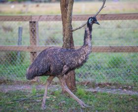 Amazement Farm And Fun Park / Cafe And Farmstay Accommodation - Lightning Ridge Tourism 6