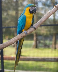 Amazement Farm And Fun Park / Cafe And Farmstay Accommodation - Lightning Ridge Tourism 8