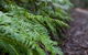 Monga National Park - thumb 2