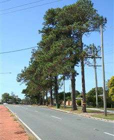 Anzac Memorial Avenue, Redcliffe - Lightning Ridge Tourism 1