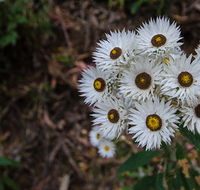Hastings Forest Way touring route - Lightning Ridge Tourism