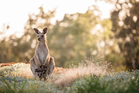 Golden Door Elysia Health Retreat And Spa - Lightning Ridge Tourism 4
