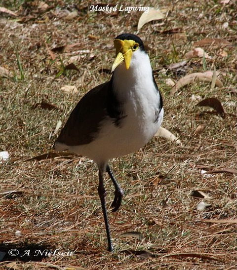Cooloola Nature - Lightning Ridge Tourism 6