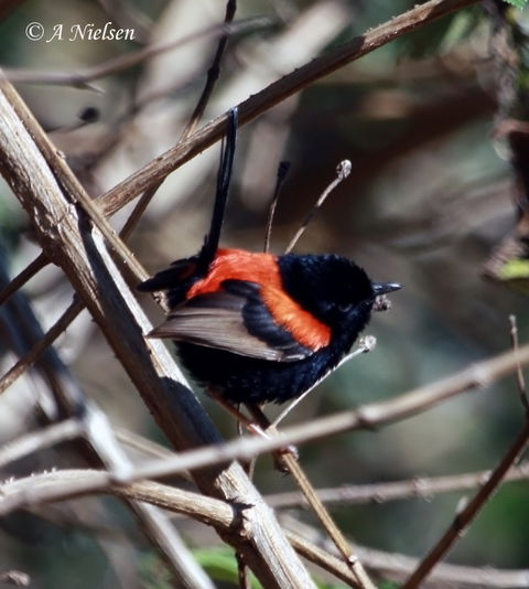 Cooloola Nature - Lightning Ridge Tourism 7