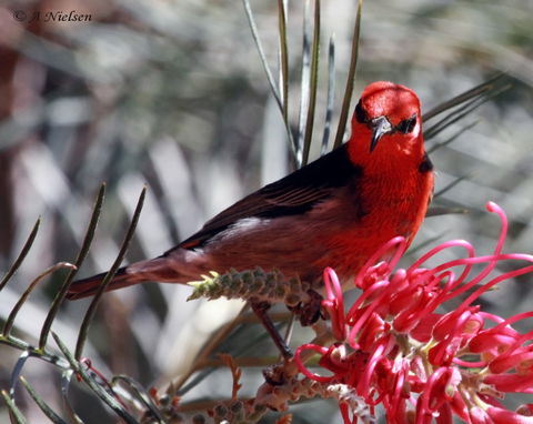 Cooloola Nature - Lightning Ridge Tourism 9