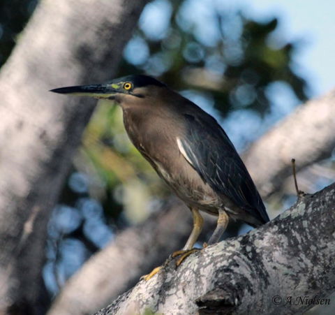 Cooloola Nature - Lightning Ridge Tourism 10