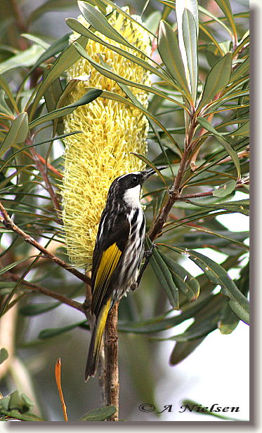 Cooloola Nature - Lightning Ridge Tourism 11